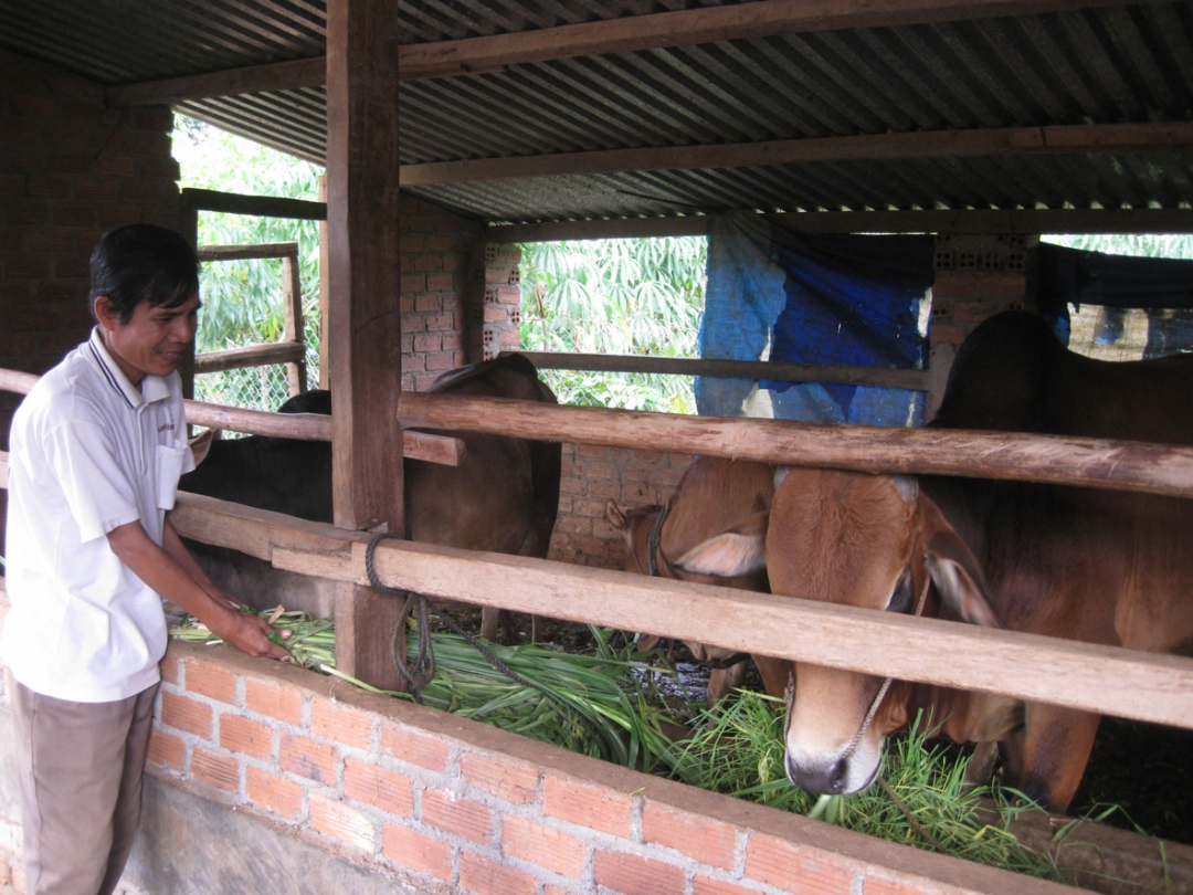 Gia đình anh Y My Byă (buôn Ea Knốp, xã Cư Ni) phát triển mô hình nuôi bò lai từ nguồn vốn vay và tập huấn khoa học kỹ thuật của Dự án.