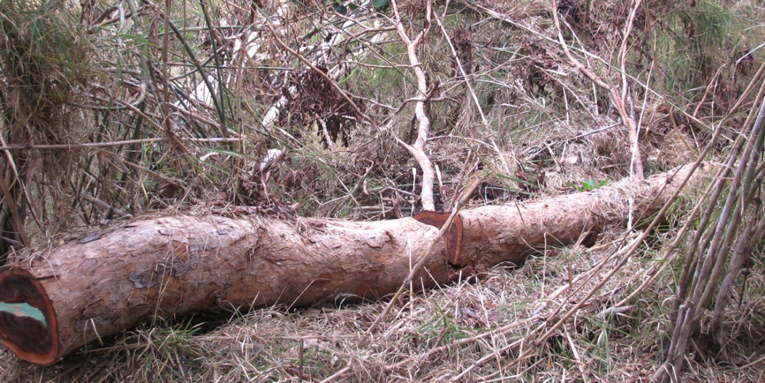 Những cây gỗ nhỏ  bị  lâm tặc “tận thu”  lấy đi phần thẳng nhất.