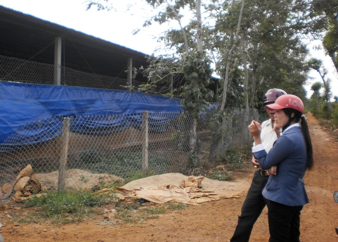 Trang trại chăn nuôi heo của bà Trịnh Thị Hồng Loan  luôn được bảo đảm vệ sinh phòng dịch.