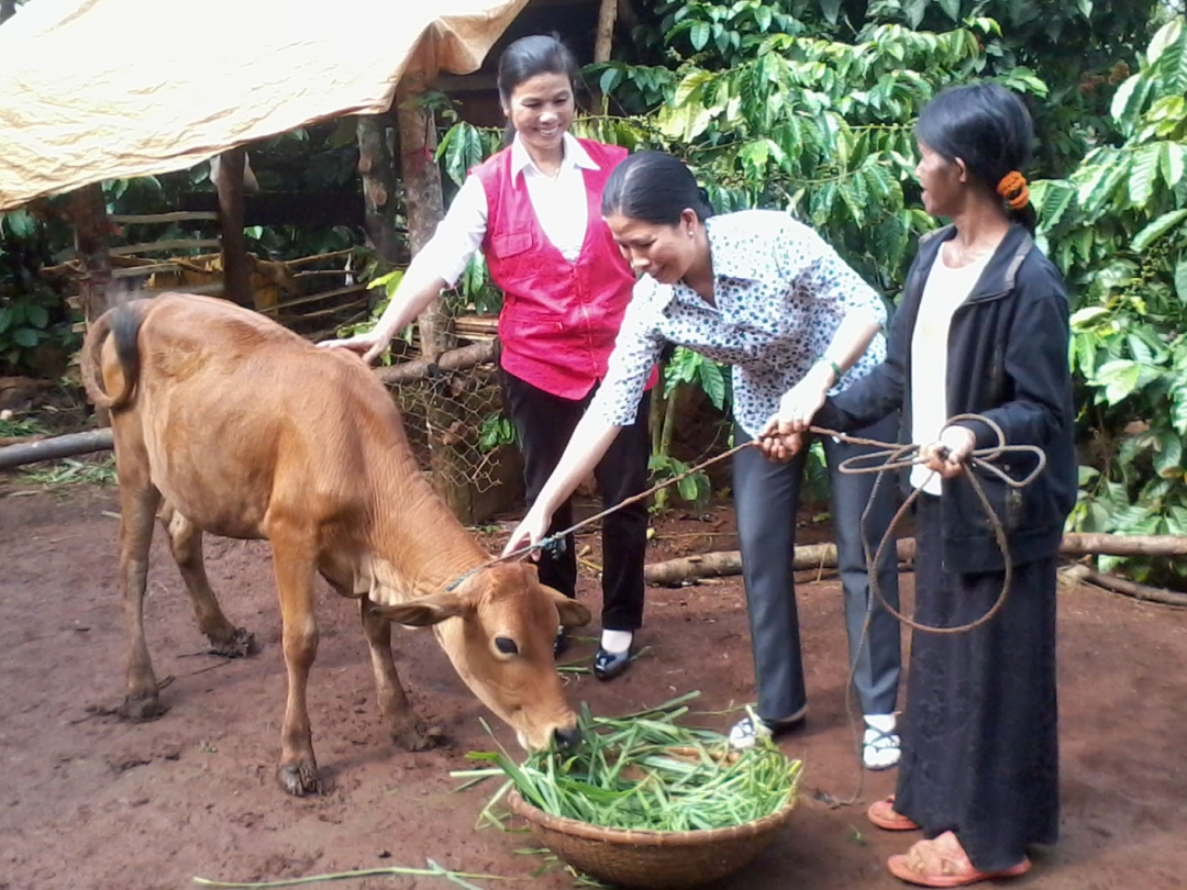 Bà H’Nhơn ADrơng (ngoài cùng bên phải) tiếp nhận bò từ Chi cục Thuế huyện hỗ trợ.