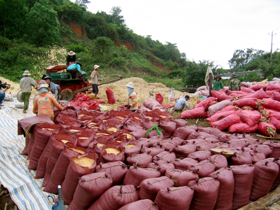 Người dân  xã  Hòa Phong nhộn nhịp  sạc ngô trái vụ  sau khi  thu hoạch