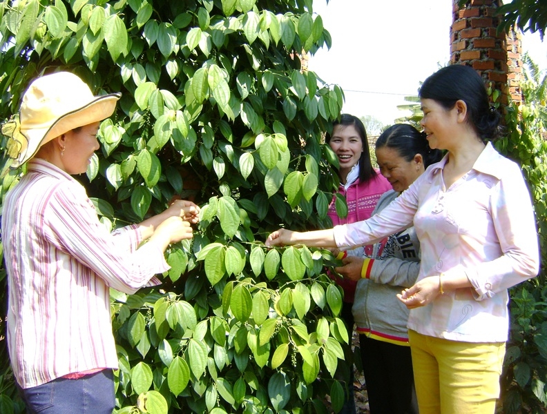 Chị Nguyễn Thị Tuyết Trinh (phải) tìm hiểu việc sử dụng vốn vay phục vụ sản xuất của hội viên