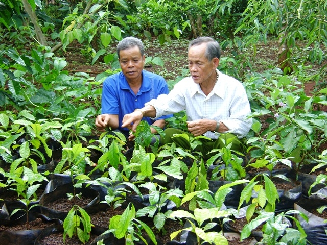 CCB Đinh Văn Ruyến (bìa phải) trao đổi kỹ thuật chăm sóc cây cà phê với bà con trong buôn