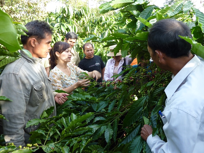 Cán bộ khuyến nông đang hướng dẫn nông dân cách phát hiện và điều trị bệnh cho cây cà phê.