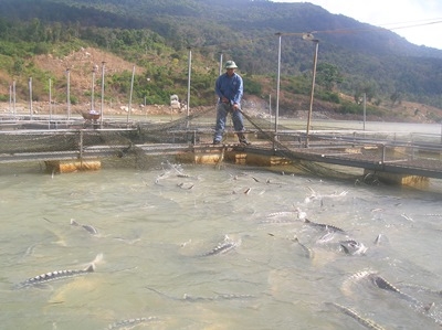 Cá tầm đang thích nghi tốt với môi trường ở hồ thủy điện buôn Tua Srah