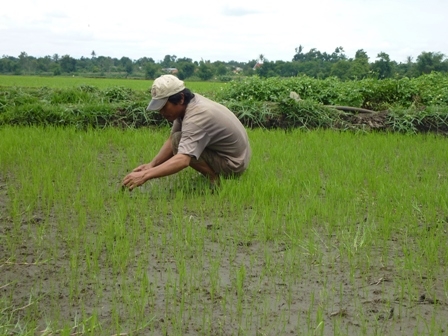 Lúa ở nhiều khu vực đang trong tình trạng thiếu nước