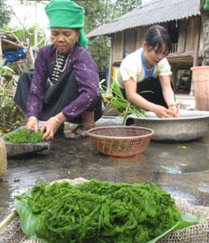 Rêu suối mang về được rửa sạch