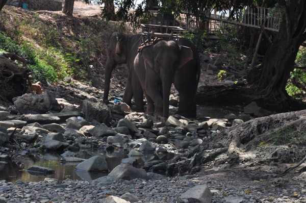 Nài voi phải đưa những chú voi xuống lòng sông để uống nước