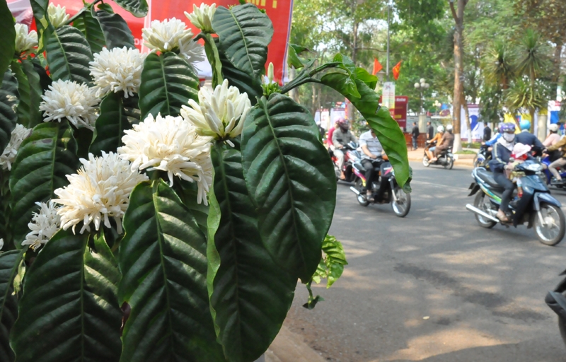 Điều thú vị là trên những con đường tấp nập người qua lại, du khách lại được chiêm ngưỡng vẻ đẹp của cây cà phê từ khi ra hoa