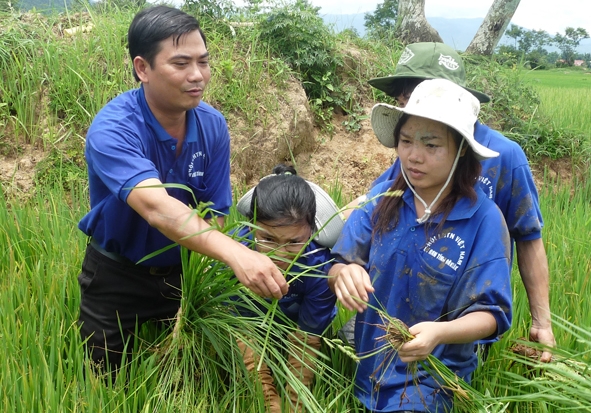 Sinh viên tình nguyện Trường Đại học Tây Nguyên  đến với ruộng đồng...