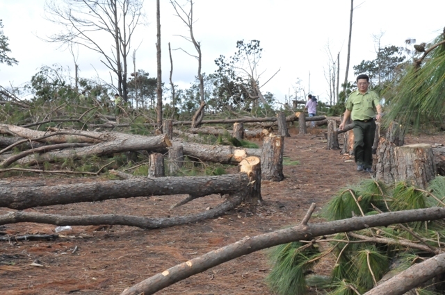 Hiện trường vụ hủy hoại rừng thông