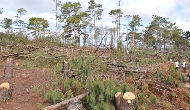 Hàng trăm cây thông đã bị cắt hạ