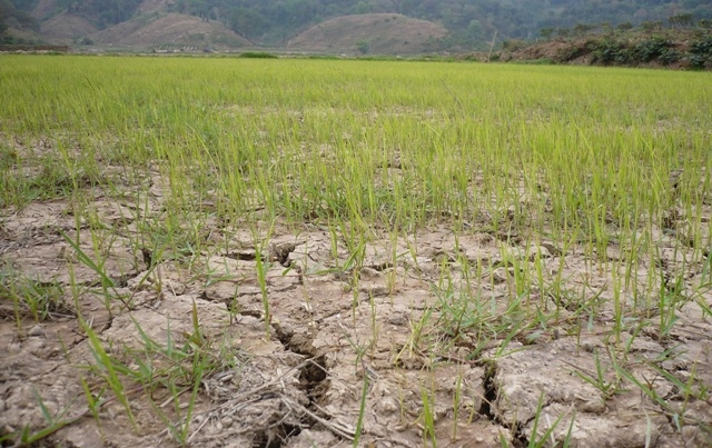 Hàng trăm héc ta lúa nước ở Krông Bông bị mất trắng do hạn hán 