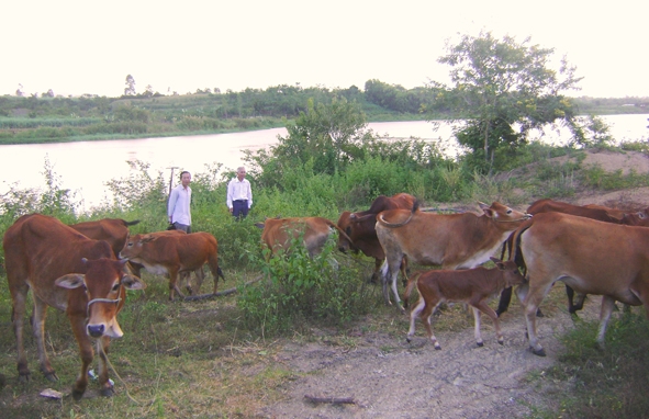 Trang trại tổng hợp của gia đình anh Trần Văn Kiếm (bên trái) được nhiều nông dân tham quan, học tập, nhân rộng