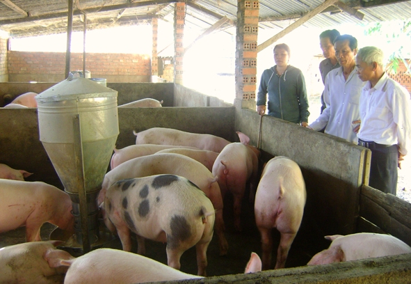 Thành viên  Tổ hợp tác  phát triển  chăn nuôi và thủy sản Sêrêpôk  (xã Hòa Phú) tham quan trang trại  chăn nuôi  của gia đình chị Trần  Thị Nga.