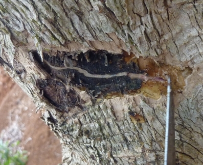 Thỉnh thoáng có trường hợp cuối vết cắn có một lỗ ăn sâu vào thân cây