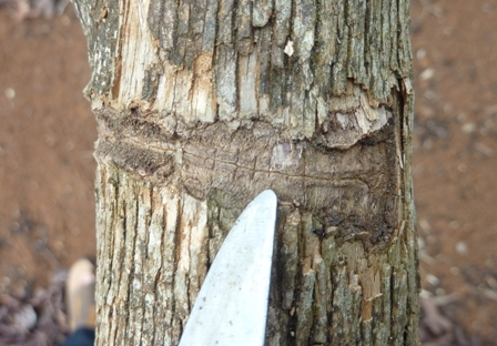 Vết cắn đã tự lành để lại sẹo trên thân cây cà phê