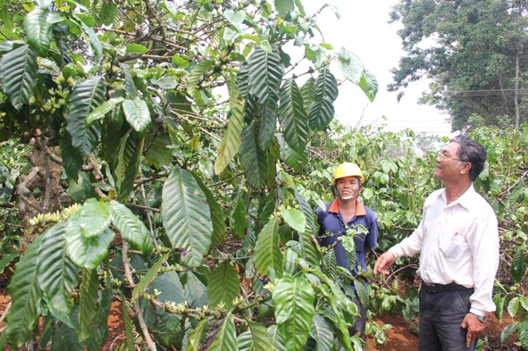 Liên kết với các doanh nghiệp để sản xuất cà phê bền vững là hướng đi của nhiều HTX nông nghiệp hiện nay. Trong ảnh: Xã viên HTX Dịch vụ Nông nghiệp Ea Ngai, huyện Krông Buk trao đổi kỹ thuật chăm sóc cà phê. 