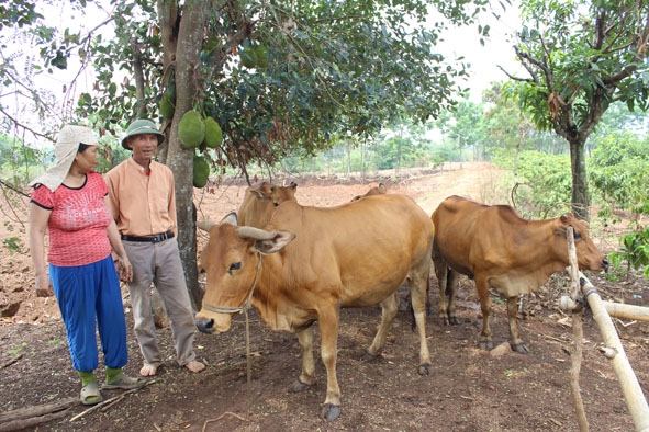 Vợ chồng  ông Vũ  Duy Cảnh  giới thiệu  đàn bò  của gia đình.
