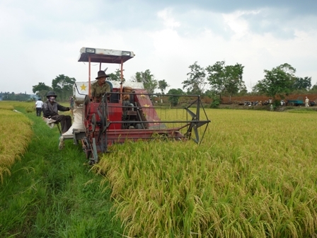 Nông dân xã Ea Kênh, Krông Pak thu hoạch lúa đông xuân 2012-2013