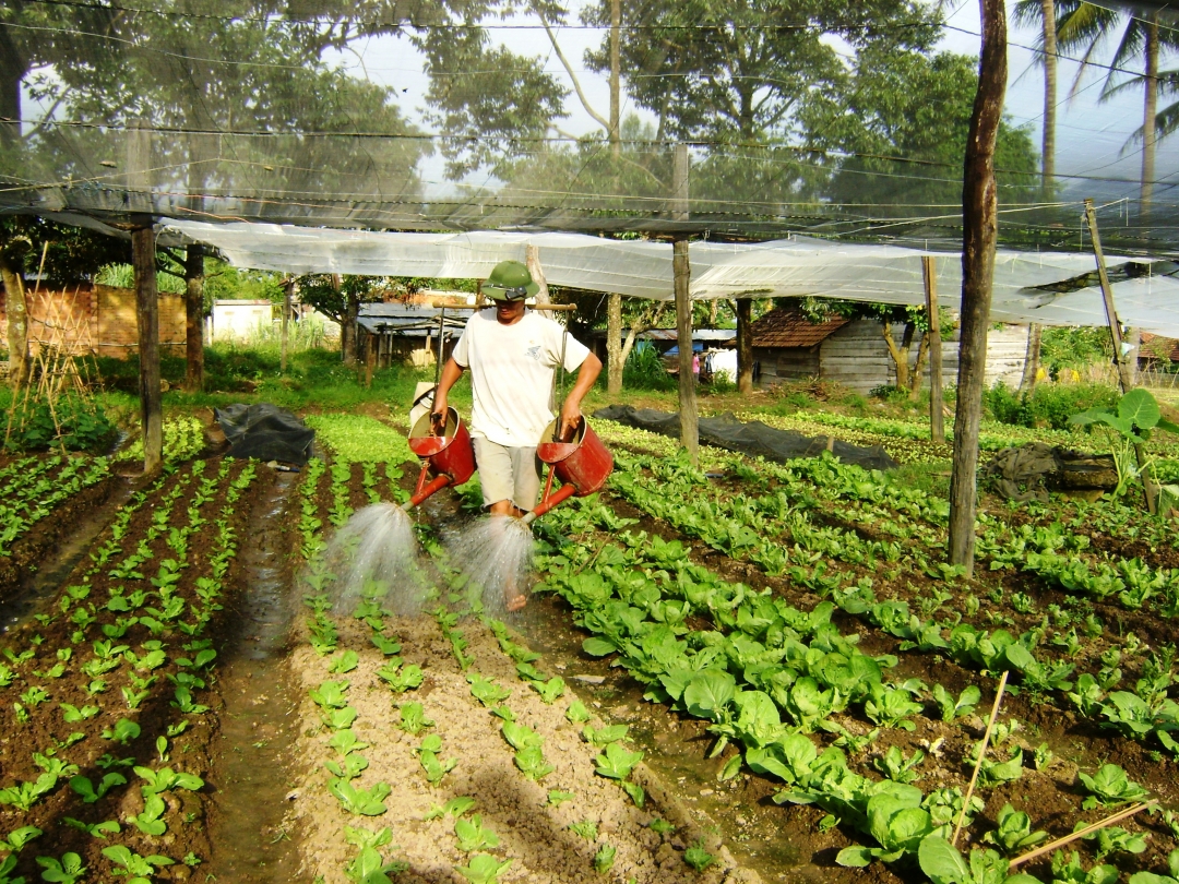   Mô hình sản xuất rau  an toàn trong  nhà lưới của  hội viên nông dân xã Khuê Ngọc Điền, huyện Krông Bông.  Ảnh: Nguyễn Xuân