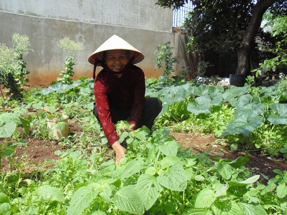 Bà Nguyễn Thị Thúy Nhuần chăm sóc  “Vườn rau từ thiện”. Ảnh: Đ.L