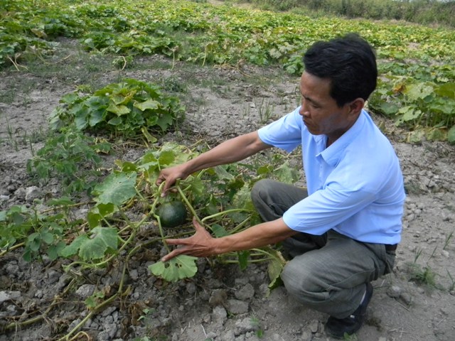 Hàng trăm hộ dân ở đang đối diện với nợ nần do trồng giống bí lạ có nguồn gốc từ Trung Quốc.