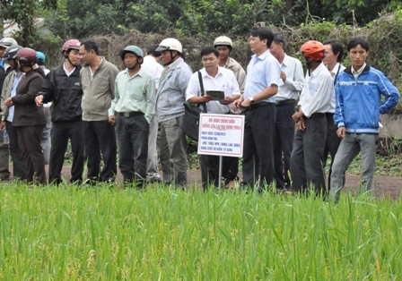 Hội Nông dân huyện Cư M'gar tổ chức cho bà con tham quan một mô hình trồng lúa tại thị trấn Ea Pôk