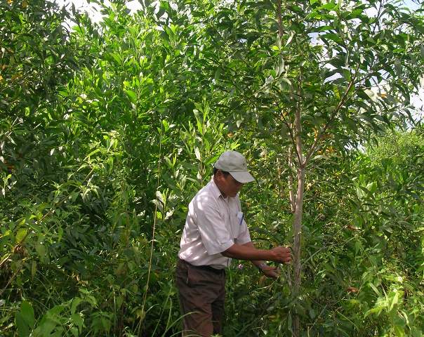 Chăm sóc rừng trồng ở Krông Bông