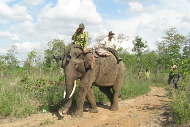 Dù đã huy động thêm 2 con voi nhà và 4 nài, nhưng đến chiều tối 10-5 công tác cứu hộ voi bị nạn vẫn chưa có kết quả