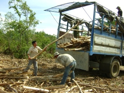 Từ nguồn vốn được vay, nhiều hội viên CCB xã Ea H’Mlay (huyện M’Drak)đã đầu tư trồng rừng sản xuất đem lại hiệu quả kinh tế cao. Ảnh: N.X