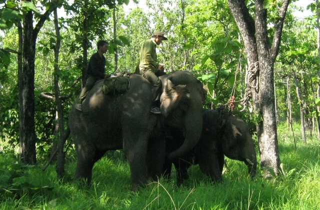Sau nhiều ngày chạy trốn, con voi gặp nạn đã được 2 voi nhà khống chế