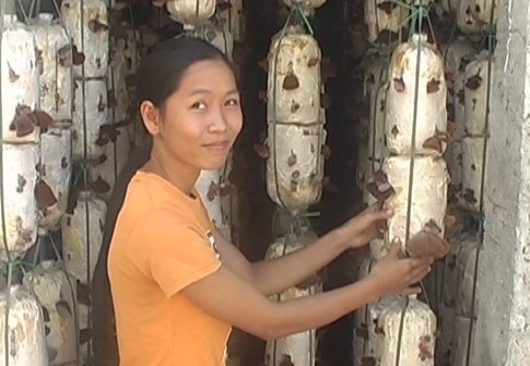Chị Đỗ Việt Thông đang chăm sóc trại trồng nấm của gia đình.