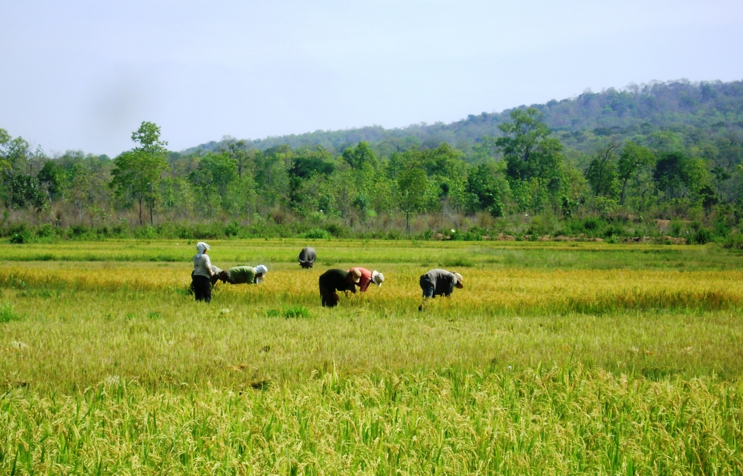 Canh tác lúa từ 1 vụ lên 2 vụ giúp bà con buôn Drang Phốk  cải thiện cuộc sống.