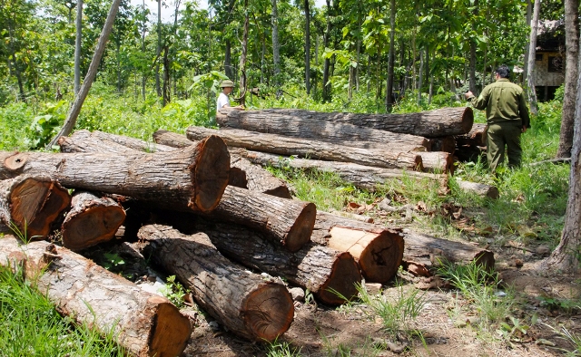 Bãi tập kết gỗ lậu được phát hiện