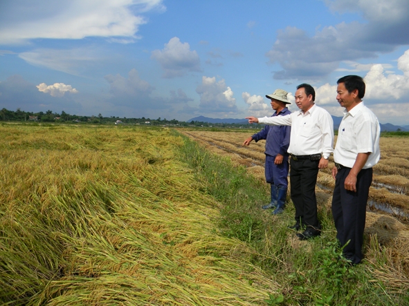 Ông chủ nhiệm HTX 714 Vũ Xuân Thu (người đứng giữa) đi kiểm tra ruộng lúa của bà con nông dân trước ngày thu hoạch.