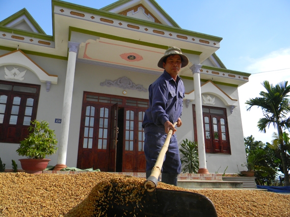 Nhiều hộ gia đình nhận khoán với HTX 714 đã giàu lên nhờ lúa. Trong ảnh:  Ông Bùi  Văn Sóc  phơi lúa  trước sân  ngôi nhà mới khang trang vừa xây dựng).