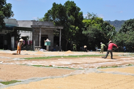 Nông dân huyện Krông Ana đang phơi lúa sau thu hoạch vụ đông xuân