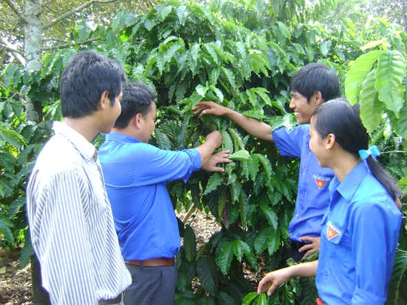  Anh Nguyễn Văn Mạnh (thứ 2  bên phải)  xã  Bình Hòa  trao đổi kinh nghiệm chăm sóc cà phê với các đoàn viên.