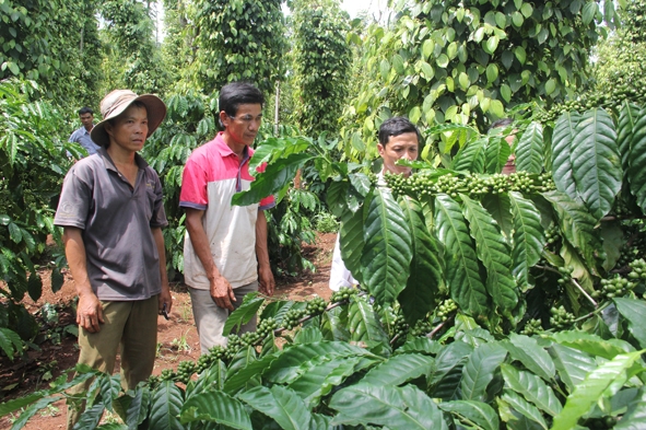 Trồng hồ tiêu xen trong vườn cà phê đem lại hiệu quả kinh tế cao cho nhiều gia đình ở xã Ea Ning, huyện Cư Kuin.