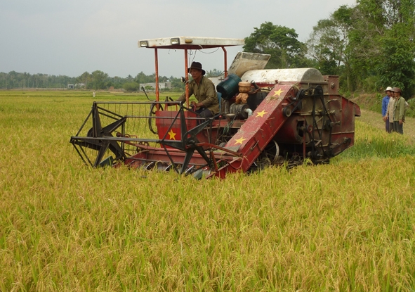 Hạn hán đã làm giảm đáng kể đến sản lượng lúa vụ đông xuân 2012-2013. Trong ảnh: nông dân huyện Krông Pak thu hoạch lúa đông xuân 2012-2013)