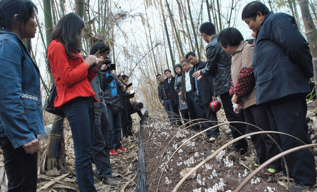 Thử nghiệm liên kết canh tác ngô - nấm tại Lâm Đồng.