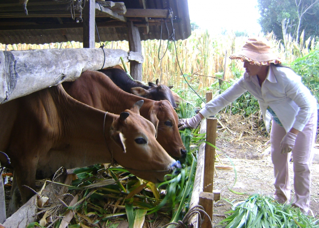Đàn bò của gia đình chị H’Nát Byă (xã Krông Jing) có nguồn thức ăn  từ giống cỏ VA06 trồng trong vườn nhà.