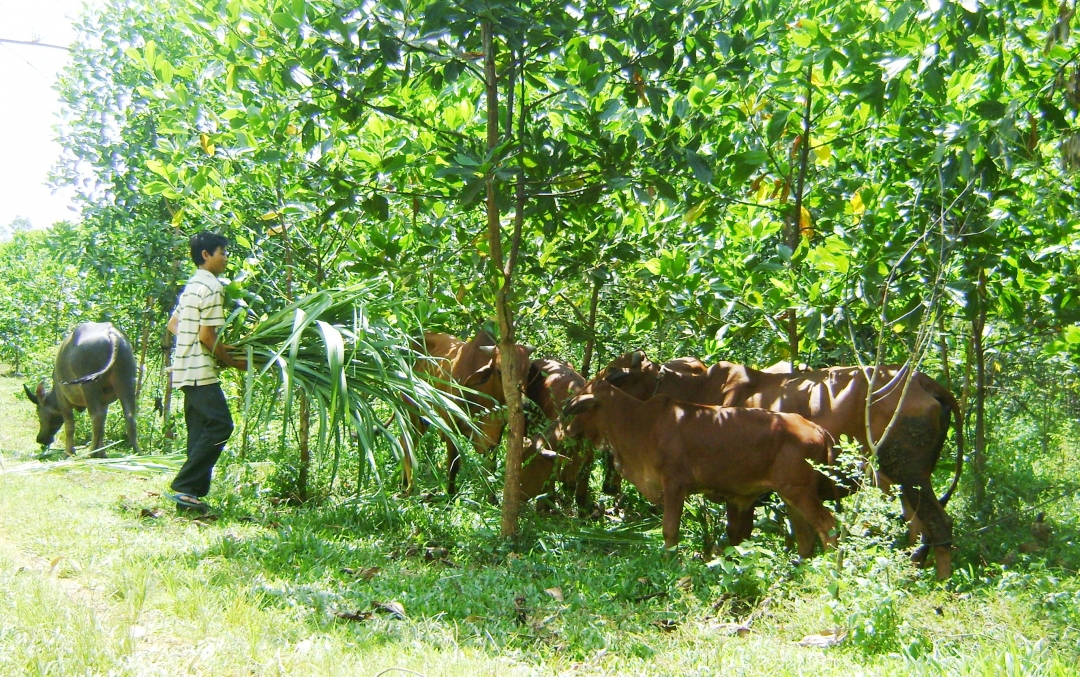 Gia đình anh Trương Công Các (xã Ea Riêng) chủ động nguồn thức ăn cho đàn trâu bò. 	