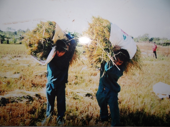 Lực lượng dân quân giúp dân thu hoạch lúa.