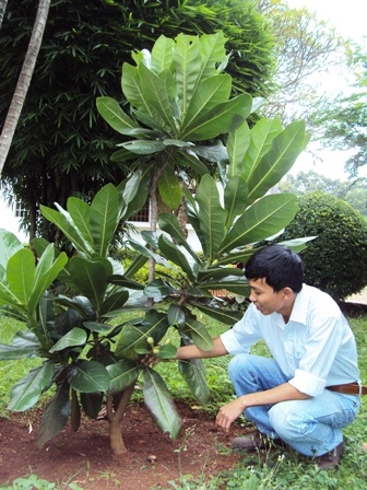 Cây bàng vuông  trong khuôn viên Tỉnh ủy Dak Lak.