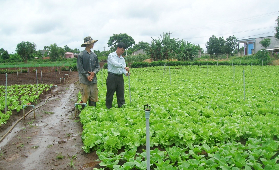 Hệ thống tưới phun mưa trên rau được nhiều nông dân huyện Ea Kar áp dụng.