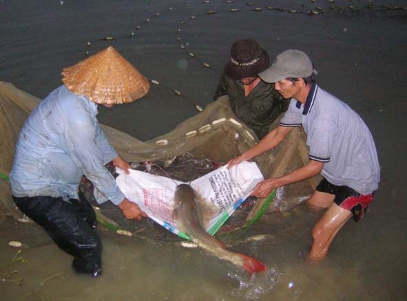 Mô hình nuôi cá lăng đuôi đỏ đang đem lại hiệu quả kinh tế cao cho các hộ nông dân ở xã Hòa Phú (TP. Buôn Ma Thuột).