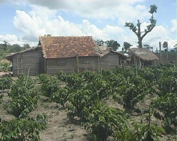 Gần hàng trăm héc ta rừng cộng đồng thuộc Tiểu khu 103 nay biến thành đất làm nhà ở và rẫy cà phê chè.