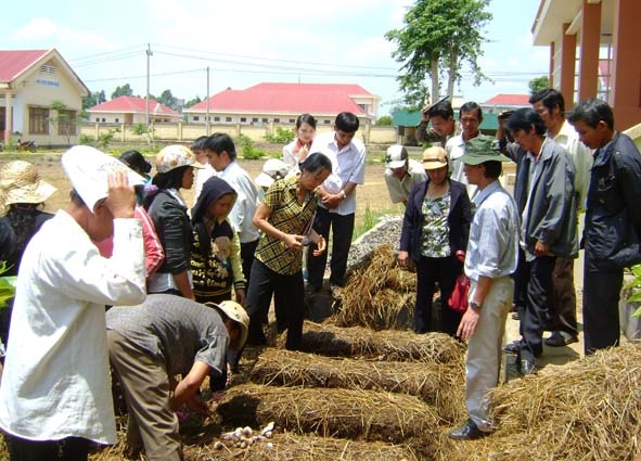 Nghề trồng nấm được nhiều nông dân huyện Krông Ana đăng ký theo học ở Trung tâm dạy nghề huyện.
